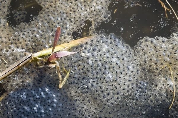 Common Frog Rana temporania spawn in pond in spring Norfolk March