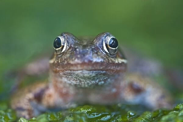 Common Frog Rana temporaria in garden Norfolk UK June
