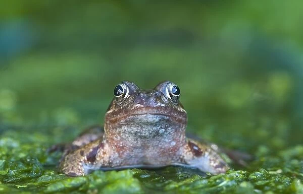 Common Frog Rana temporaria in garden Norfolk UK June
