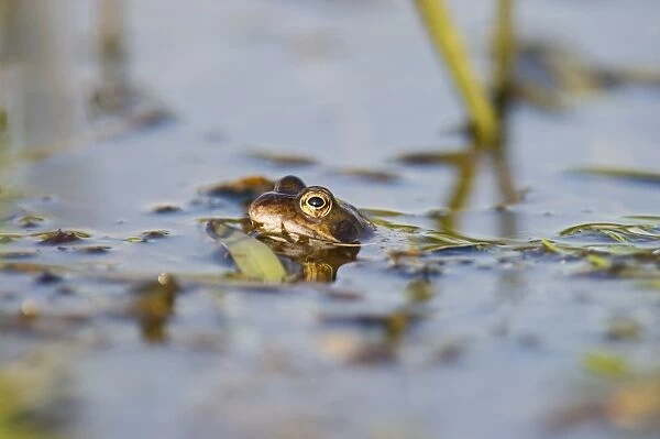 Common Frog Rana temporaria with spawn in garden pond Norfolk March