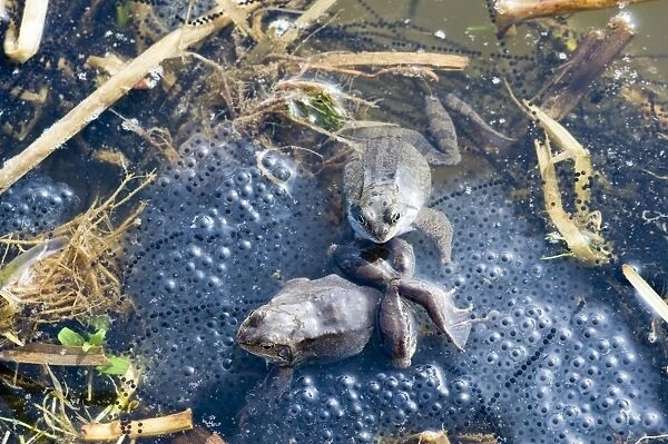 Common Frogs Rana temporania among both frog and toad spawn in pond in spring Norfolk