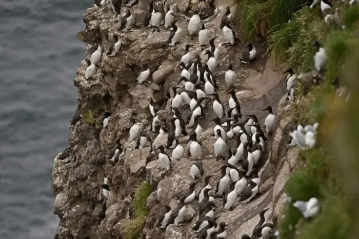 Framed Print : Common Guillemot or Common Murre, Uria aalge colony on cliff Fowlsheugh RSPB Reserve Framed Print : Common Guillemot or Common Murre, Uria aalge colony on cliff Fowlsheugh RSPB Reserve