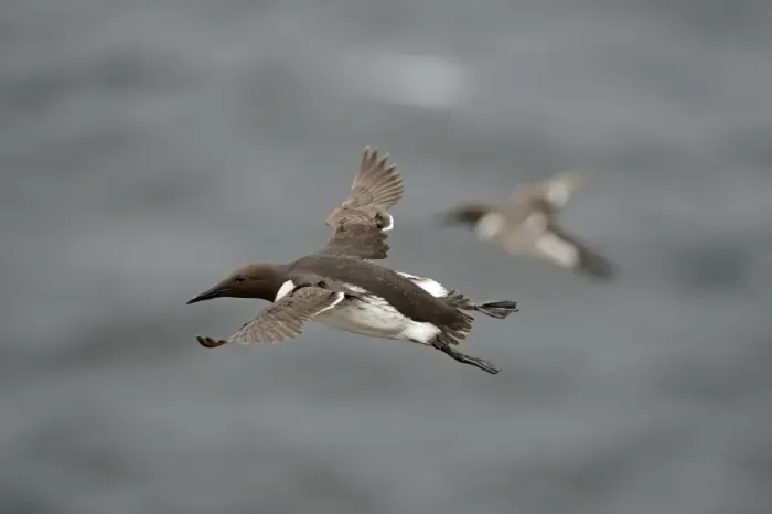 Framed Print : Common Guillemot or Common Murre, Uria aalge Fowlsheugh RSPB Reserve Scotland July Framed Print : Common Guillemot or Common Murre, Uria aalge Fowlsheugh RSPB Reserve Scotland July
