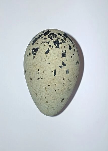 Common Guillemot Uria aalge egg