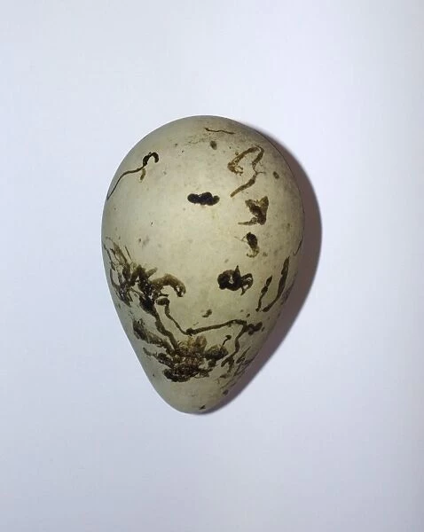 Common Guillemot Uria aalge egg