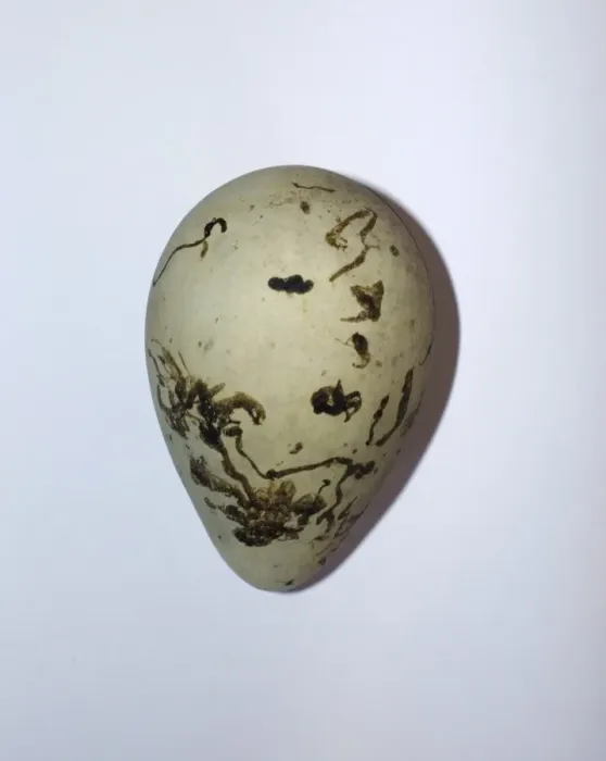 Framed Print : Common Guillemot Uria aalge egg Framed Print : Common Guillemot Uria aalge egg