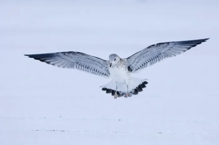 Framed Print : Common Gull Larus canus 1st winter coming in to land Northumberland January