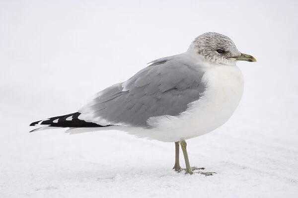 Common Gull Larus canus adult winter Northumberland January