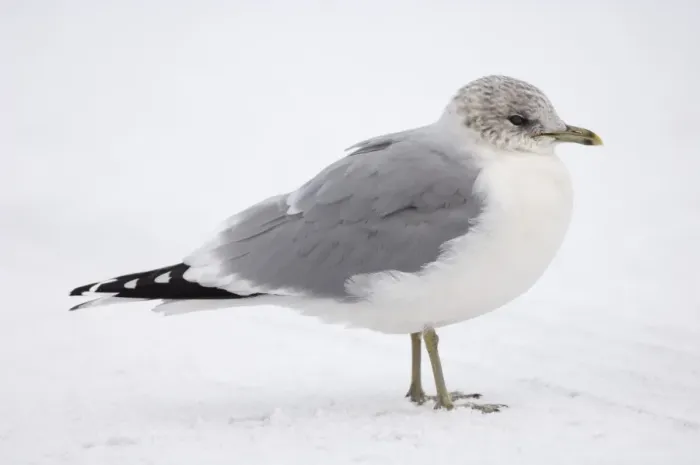 Framed Print : Common Gull Larus canus adult winter Northumberland January
