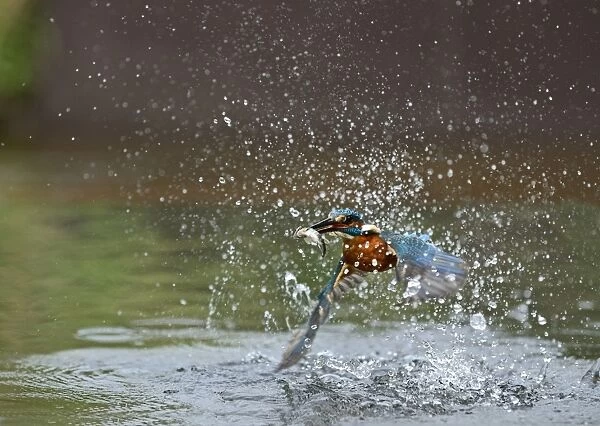 Common Kingfisher Alcedo atthis with Minnow Worcestershire July