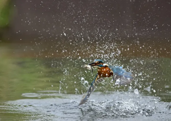 Framed Print : Common Kingfisher Alcedo atthis with Minnow Worcestershire July Framed Print : Common Kingfisher Alcedo atthis with Minnow Worcestershire July