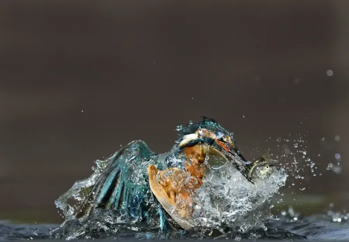 Framed Print : common kingfisher kingfisher alcedo atthis fish Framed Print : common kingfisher kingfisher alcedo atthis fish