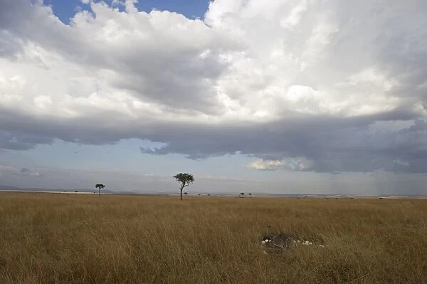 Common Ostrich Struthio camelus female at nest on Masai Mara Kenya