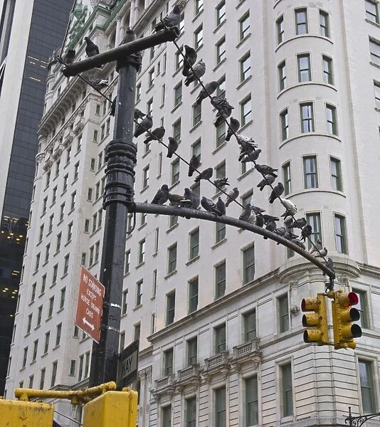 Common Pigeons in New York City USA