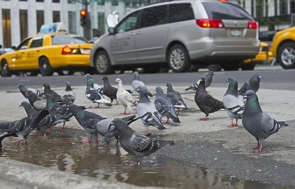 Common Pigeons in New York City USA