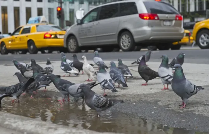 Framed Print : Common Pigeons in New York City USA