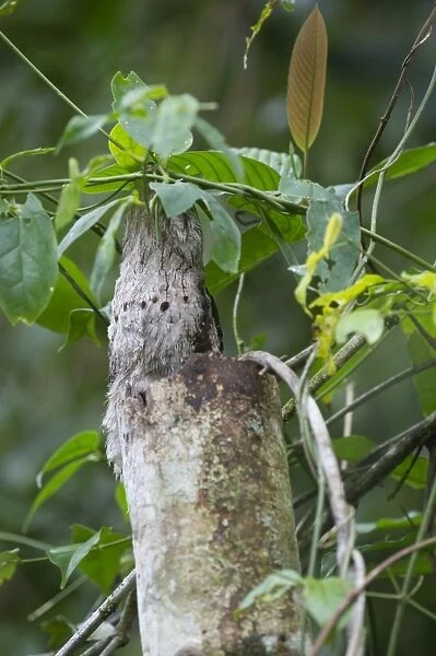 Common Potoo Nyctibius griseus on River Amazon near Iquitos Peru