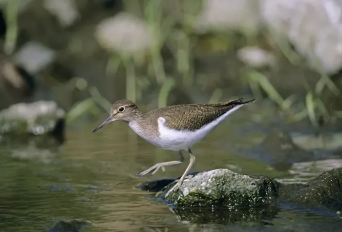 Framed Print : Common Sandpiper, Actitis hypoleucos, Yorkshire, UK, summer Framed Print : Common Sandpiper, Actitis hypoleucos, Yorkshire, UK, summer