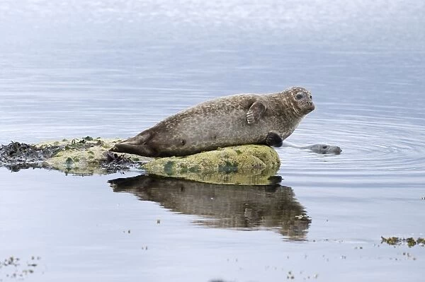 Common Seal Phoca vitulina Lerwick Shetland June