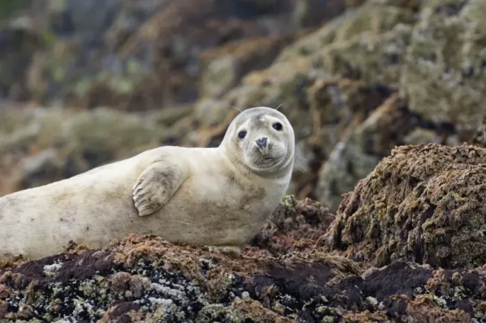 Framed Print : Common Seal pup Phoca vitulina Northumberland June