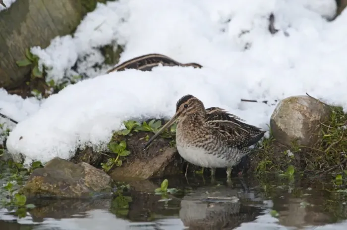 Framed Print : Common Snipe Gallinago gallinago feeding in snow Norfolk December Framed Print : Common Snipe Gallinago gallinago feeding in snow Norfolk December