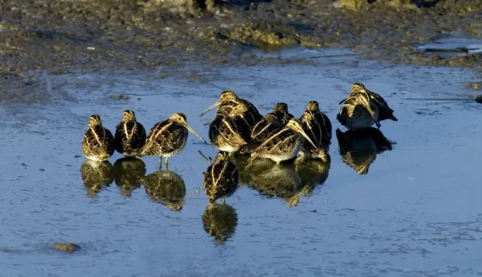 Framed Print : Common Snipe Gallinago gallinago roosting flock at daybreak on icy pool Kent UK winter Framed Print : Common Snipe Gallinago gallinago roosting flock at daybreak on icy pool Kent UK winter