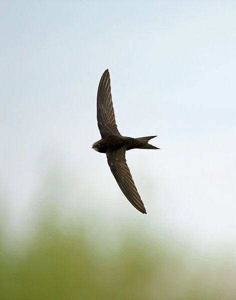 Common Swift Apus apus Norfolk summer