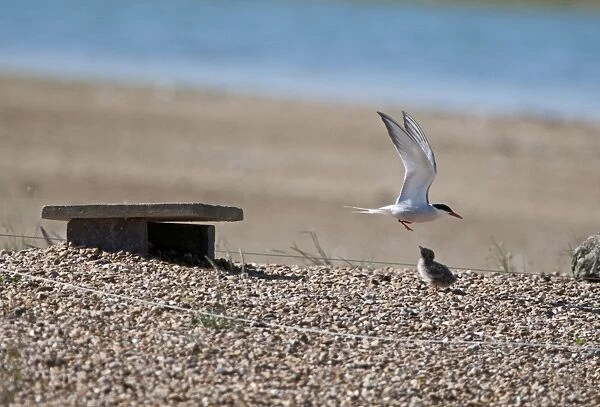Common Tern and chick Sterna hirundo Rutland Water summer