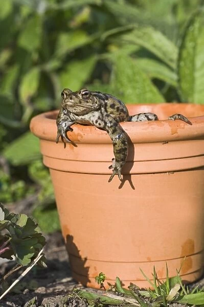Common Toad Bufo bufo emerging from flower pot in garden in spring Norfolk