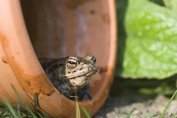 Common Toad Bufo bufo emerging from flower pot in garden in spring Norfolk