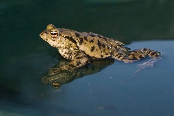 Common Toad Bufo bufo in pond in spring Norfolk