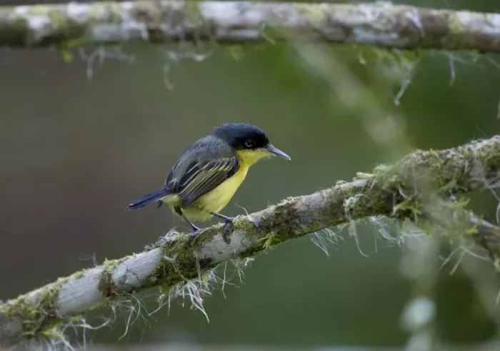 Framed Print : Common Tody Flycatcher Todirostrum cinereum La Selva Costa Rica Framed Print : Common Tody Flycatcher Todirostrum cinereum La Selva Costa Rica
