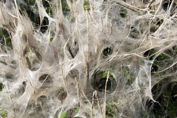 Framed Print : Communal larvae webs of White Ermine Moth Spilosoma lubricipeda on bushes in housing