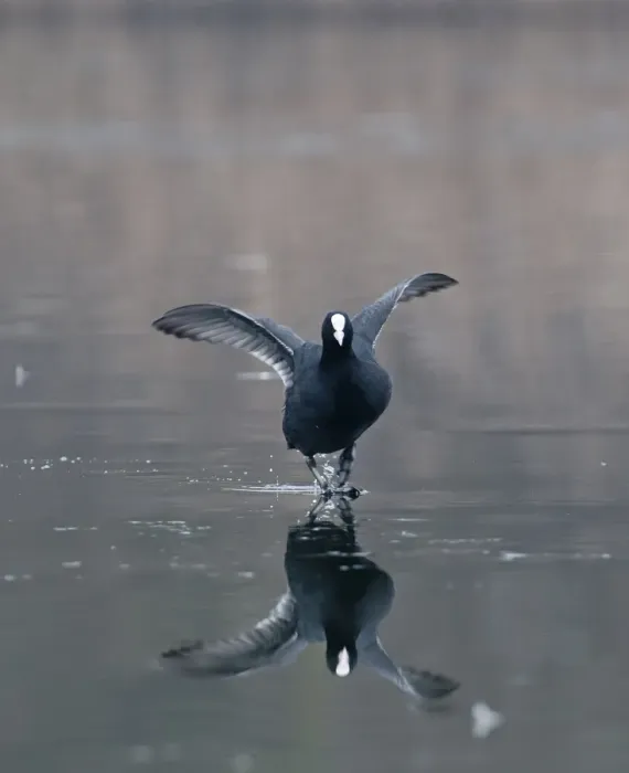 Framed Print : Coot Fulica atra walking on ice Norfolk winter Framed Print : Coot Fulica atra walking on ice Norfolk winter