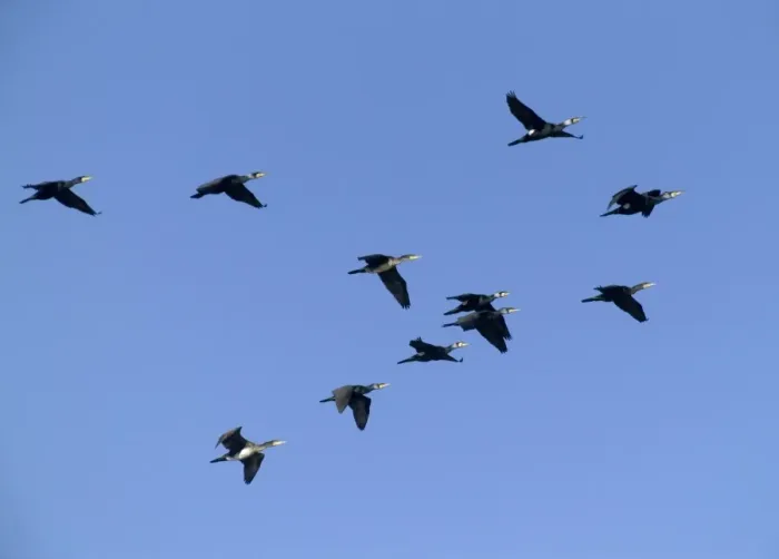 Framed Print : Cormorants on inland reservoir Phalacrocorax carbo Kent UK winter Framed Print : Cormorants on inland reservoir Phalacrocorax carbo Kent UK winter