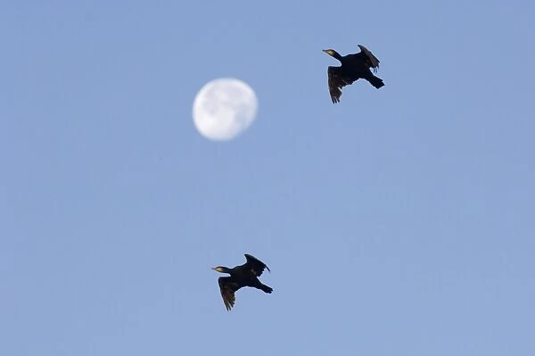 Cormorants Phalacrocorax carbo and full moon Snettisham RSPB Reserve North Norfolk September NOTE