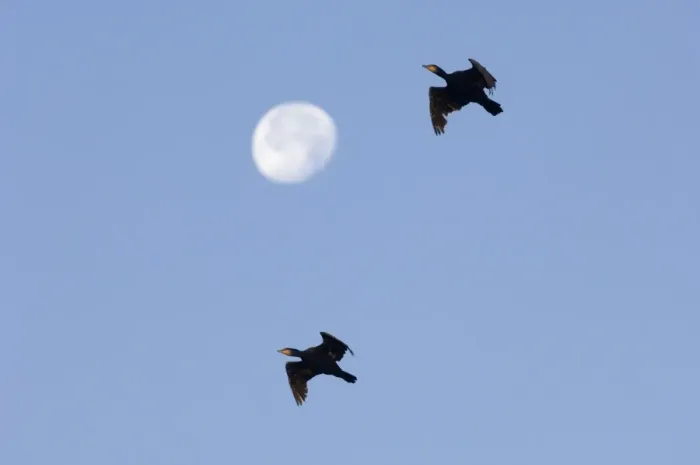 Framed Print : Cormorants Phalacrocorax carbo and full moon Snettisham RSPB Reserve North Norfolk September NOTE Framed Print : Cormorants Phalacrocorax carbo and full moon Snettisham RSPB Reserve North Norfolk September NOTE