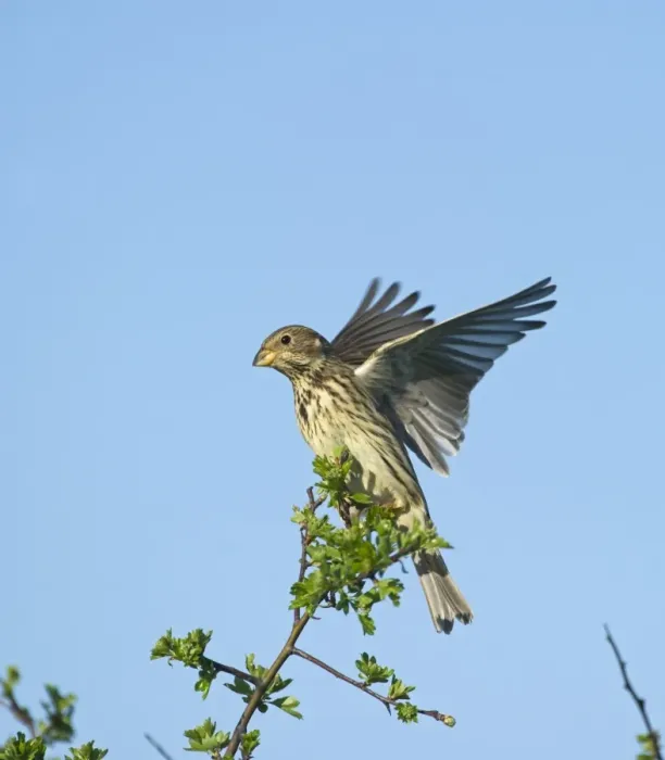 Framed Print : Corn Bunting Miliaria calandra Norfolk April Framed Print : Corn Bunting Miliaria calandra Norfolk April