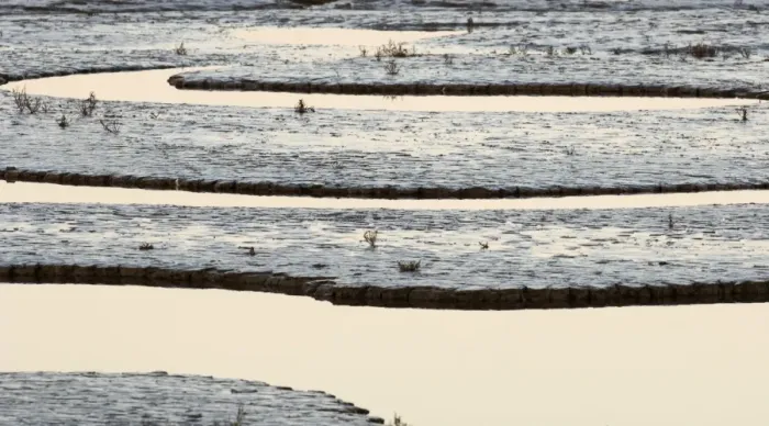 Framed Print : Creek running through saltmarsh and tidal mudflats of The Wash viewed on a full moon Framed Print : Creek running through saltmarsh and tidal mudflats of The Wash viewed on a full moon