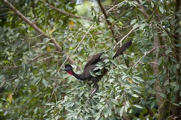 Crested Guan Penelope purpurascens La Selva Costa Rica
