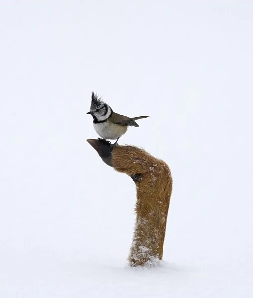 Crested Tit Lophophanes cristatus (formerly Parus cristatus) perched on hoof of dead