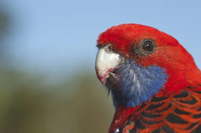 Framed Print : Crimson Rosella Platycercus elegans Lamington NP Queensland Australia Framed Print : Crimson Rosella Platycercus elegans Lamington NP Queensland Australia