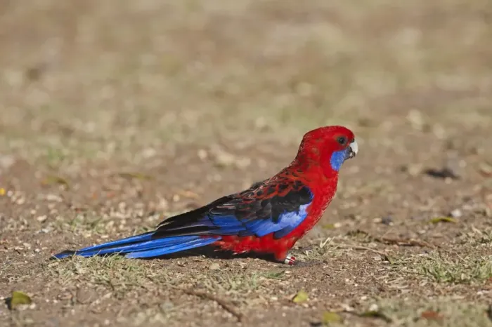 Framed Print : Crimson Rosella Platycercus elegans at O Reillys Lamington NP Queensland Australia Framed Print : Crimson Rosella Platycercus elegans at O Reillys Lamington NP Queensland Australia