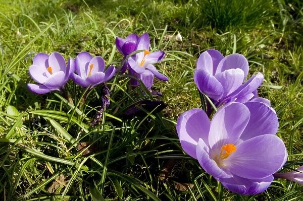 Crocus spring Kent UK