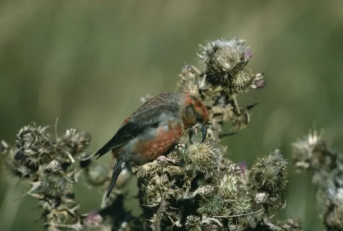 Framed Print : Crossbill Loxia curvirostra adult male feeding on thistle seeds Shetland September Framed Print : Crossbill Loxia curvirostra adult male feeding on thistle seeds Shetland September