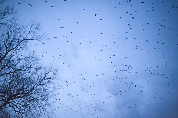 Crows mainly Rooks and Jackdaws arriving at roost Buckenham in Yare Valley Norfolk winter