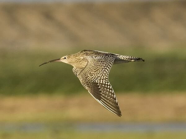 Curlew Cley Norfolk late summer