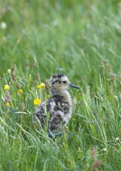 Curlew Numenius arquata chick Shetland June