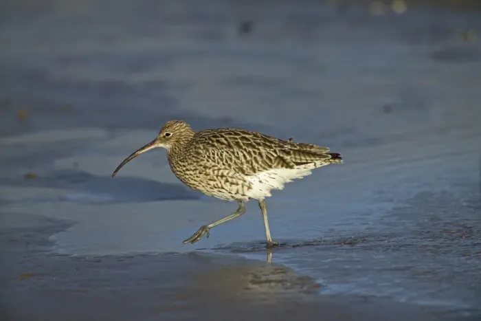 Framed Print : Curlew, Numenius arquata, feeding on Lindisfarne mudflats, Northumberland, UK, winter Framed Print : Curlew, Numenius arquata, feeding on Lindisfarne mudflats, Northumberland, UK, winter