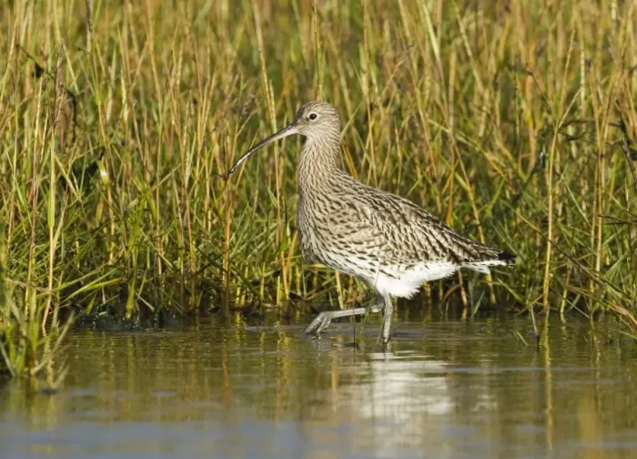 Framed Print : Curlew Numenius arquata feeding on saltmarsh uk winter Framed Print : Curlew Numenius arquata feeding on saltmarsh uk winter